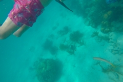 DCIM100GOPROGOPR0185.JPG