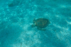 DCIM100GOPROGOPR0194.JPG