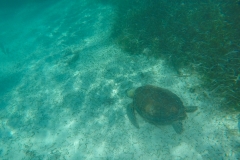 DCIM100GOPROGOPR0197.JPG