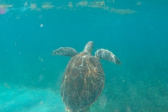 DCIM100GOPROGOPR0199.JPG