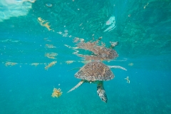 DCIM100GOPROGOPR0200.JPG