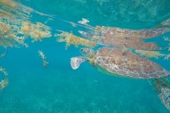 DCIM100GOPROGOPR0201.JPG