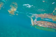 DCIM100GOPROGOPR0203.JPG
