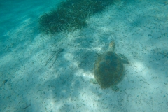 DCIM100GOPROGOPR0209.JPG