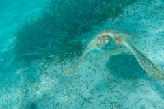 DCIM100GOPROGOPR0210.JPG