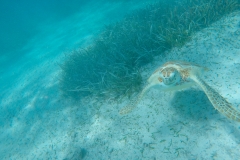 DCIM100GOPROGOPR0210.JPG