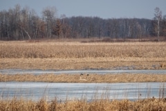 Swans at 560mm