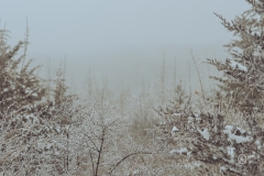 Carver Park Reserve