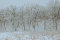 Carver Park Reserve