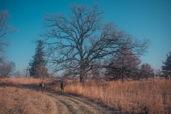 Crow Hassan Park Preserve
