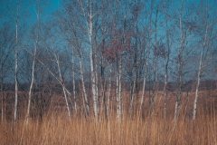 Crow Hassan Park Preserve