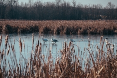 Crow Hassan Park Preserve