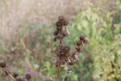 P1180094