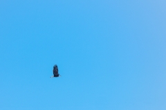 American Bald Eagle over Vermillion Highlands at 282mm