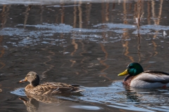 Minnesota River Wildlife Refuge