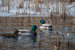Minnesota River Wildlife Refuge