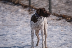 Luka at the Airport Dogpark