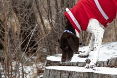 PS520386-Enhanced-NR