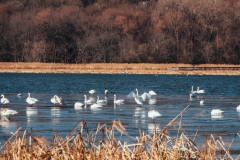 Minnesota River National Wildlife Refuge