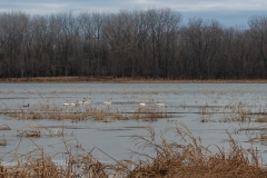 Minnesota River National Wildlife Refuge