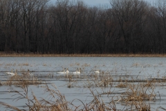 Minnesota River National Wildlife Refuge