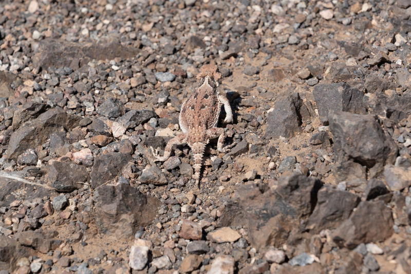 Dante's View - Death Valley