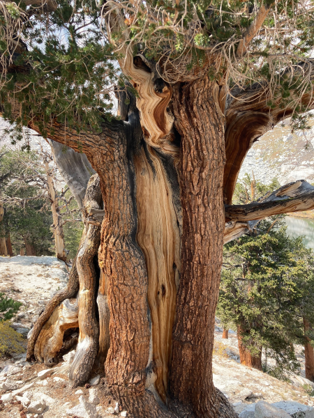 Whitney Trail (John Muir Trail) - Day 1