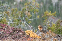 Mt. Josephine, Grand Portage, MN
