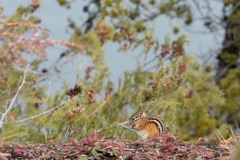 Mt. Josephine, Grand Portage, MN