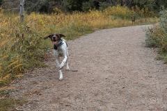 September Dog Park
