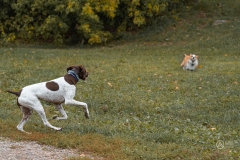 September Dog Park