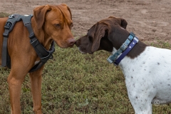 September Dog Park
