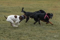 September Dog Park