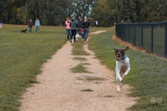 September Dog Park