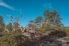 West Rim Trail