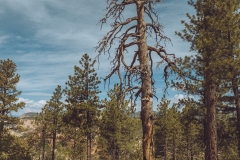 West Rim Trail