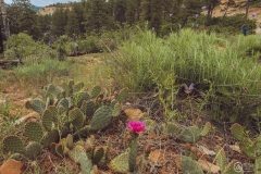 West Rim Trail