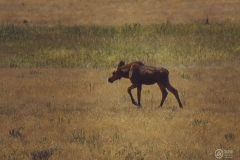 Madison River Valley