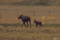 Madison River Valley