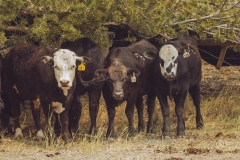 Angry Cows