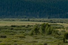 Forty-four Elk. Grand Teton National Park