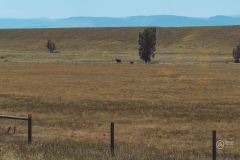 Madison River Valley