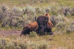 Bison