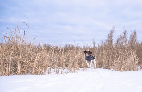 Luka at the Dog Park again!