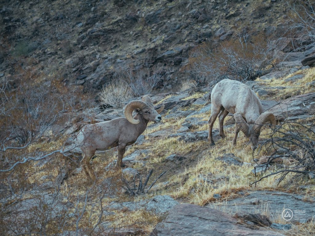 San Jacinto Rams