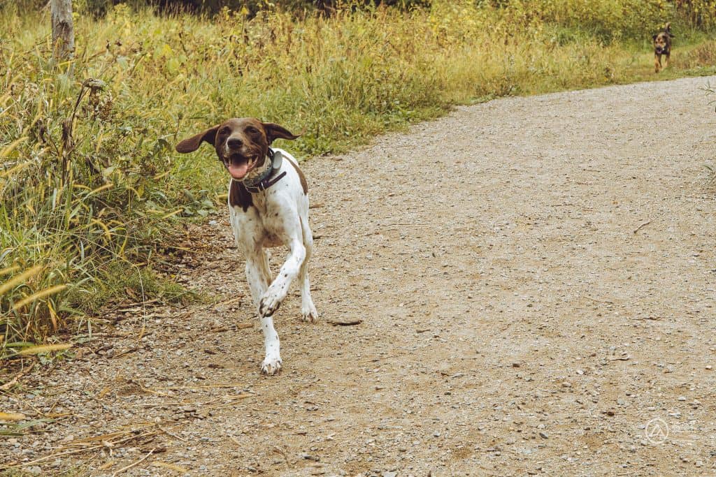 September Dog Park
