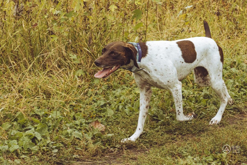 September Dog Park