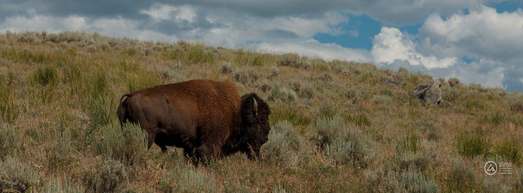 American Bison