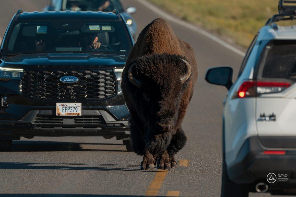 Traffic Jam