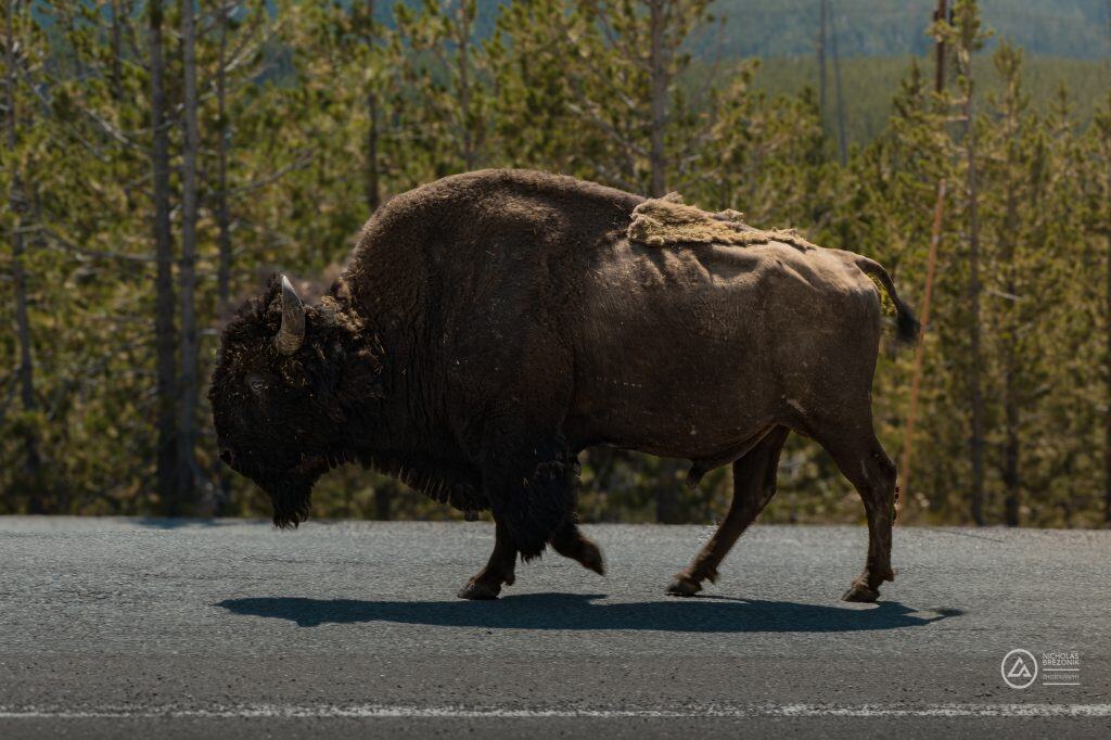 American Bison